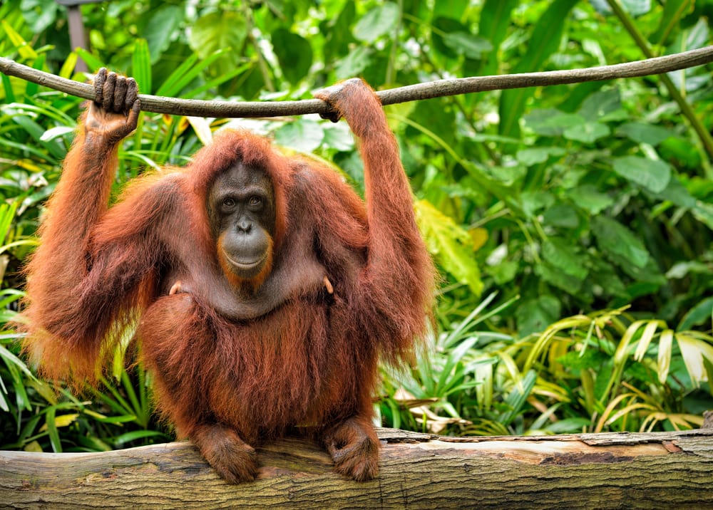 Tapanuli orangutan holding on a stick