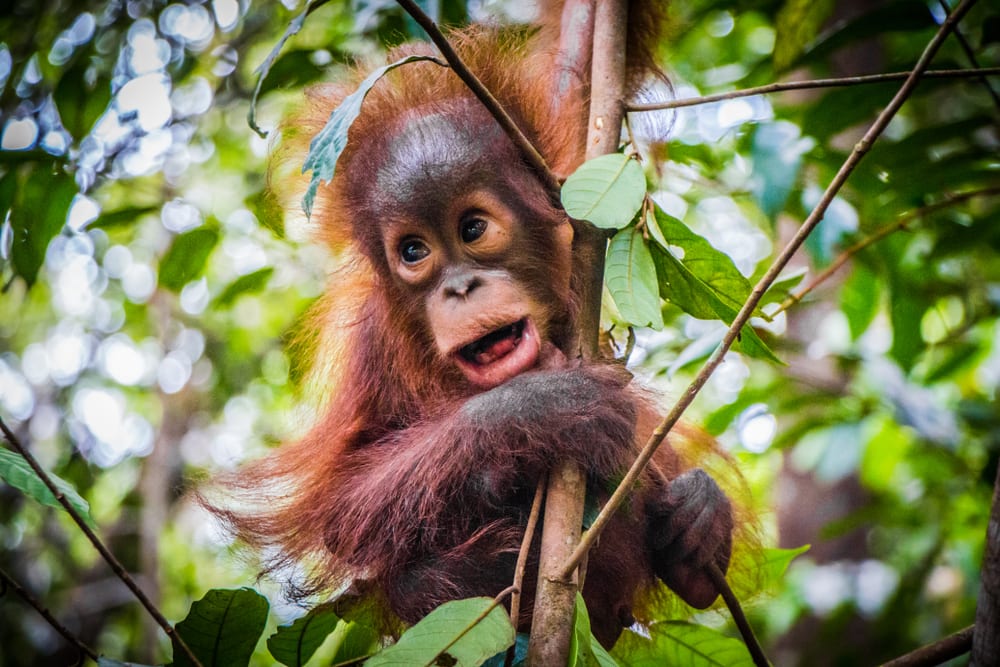 Baby tapanuli orangutan holding on a thin tree