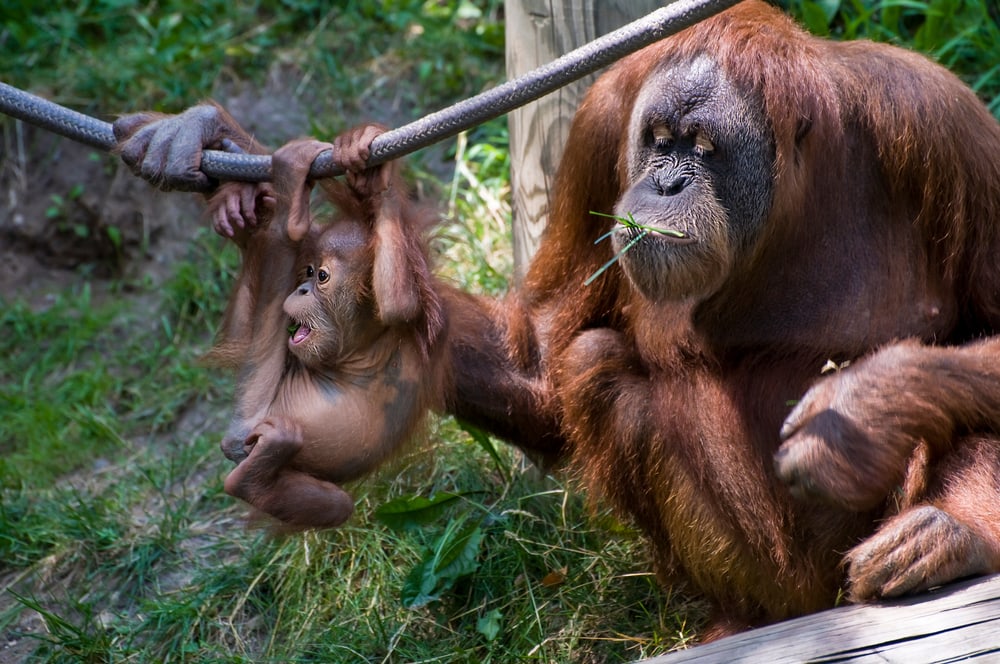 Mommy orangutan taking care of its baby