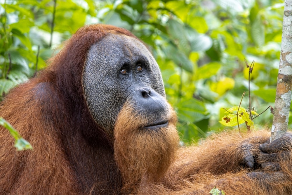 Tapanuli Orangutan holding on a thin tree