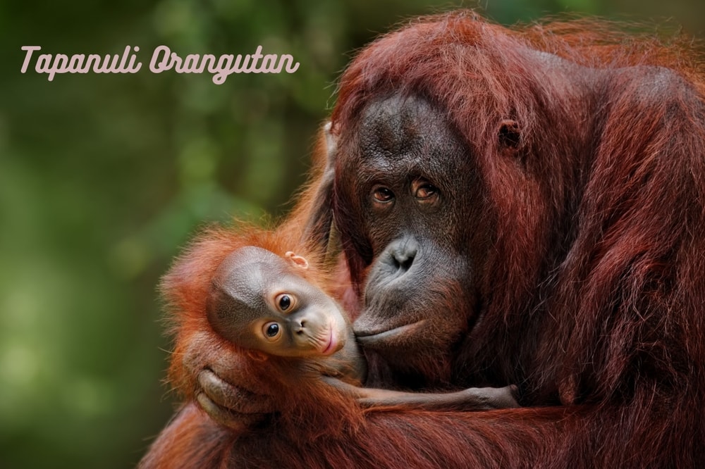Tapanuli orangutan kissing its baby