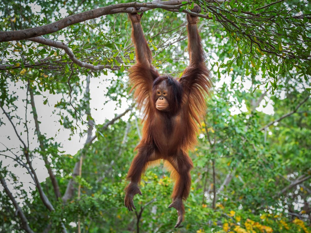 Tapanuli orangutan hanging on a tree