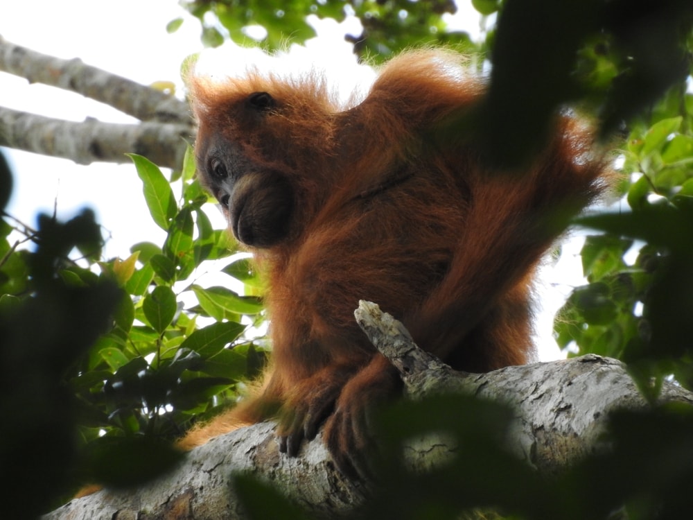 Tapanuli orangutan sitting on a branch of tree