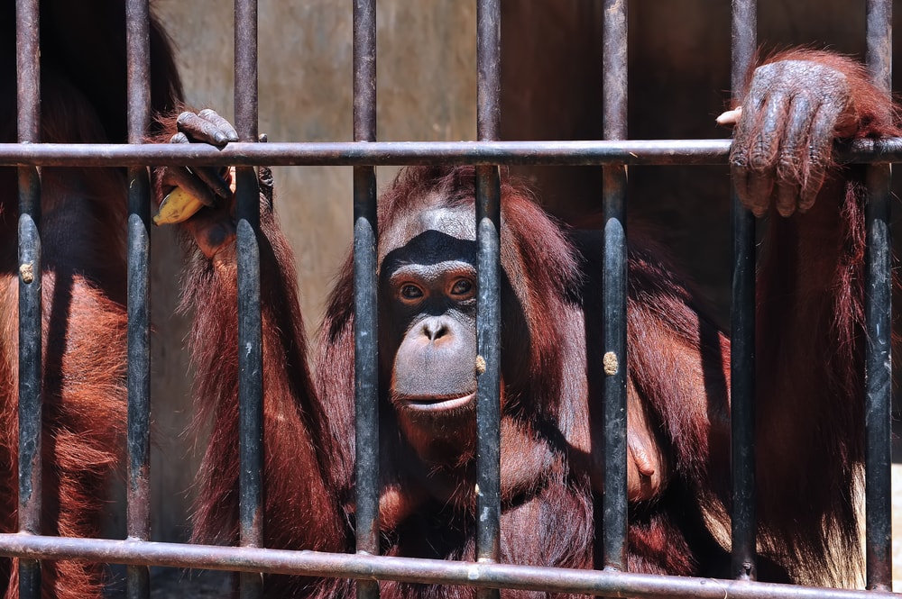 Tapanuli orangutan inside a cage