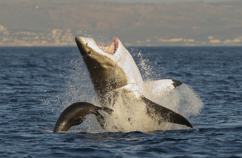 a great white shark attempting to catch a seal
