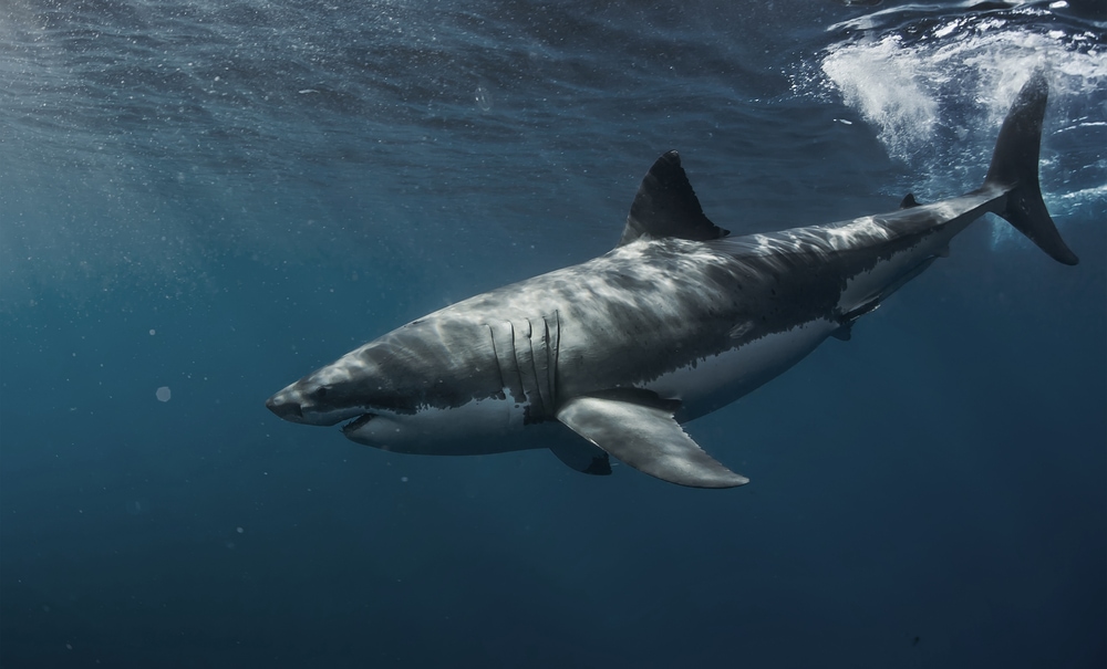 a great white shark in blue waters