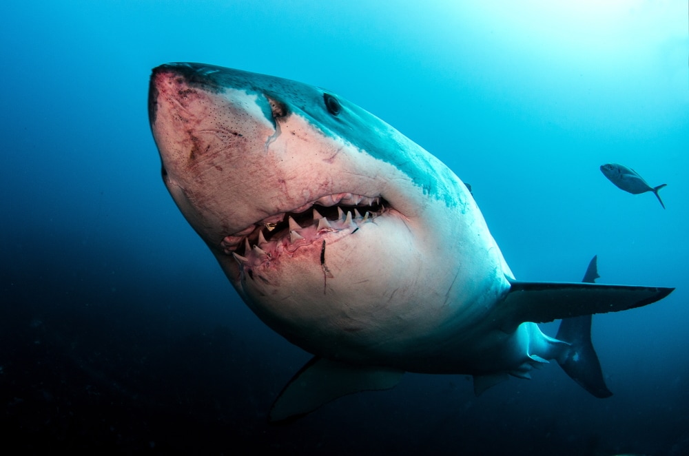 close up of a bloody mouth of a great white shark