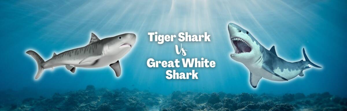 tiger shark vs great white shark featured image