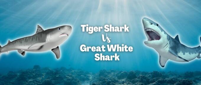tiger shark vs great white shark featured image