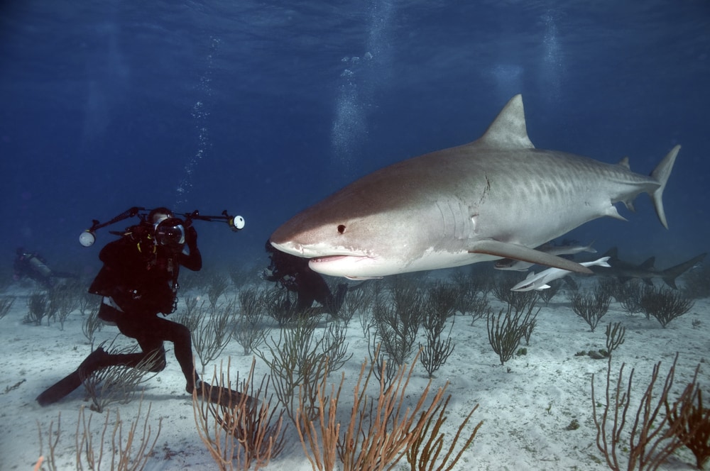 tiger shark getting close to a diver