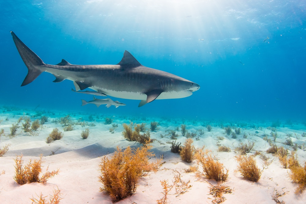 a lone tiger shark in shallow waters