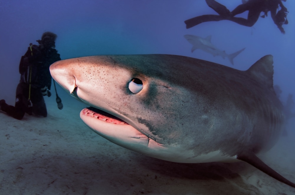 close up of a tiger shark with divers