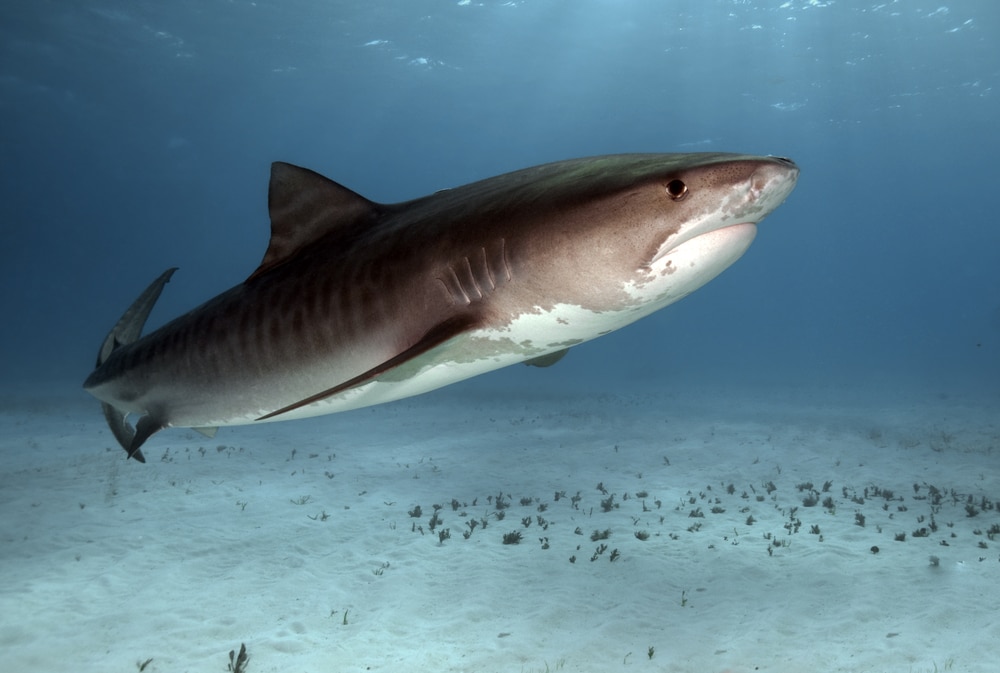 tiger shark with visible stripes underwater