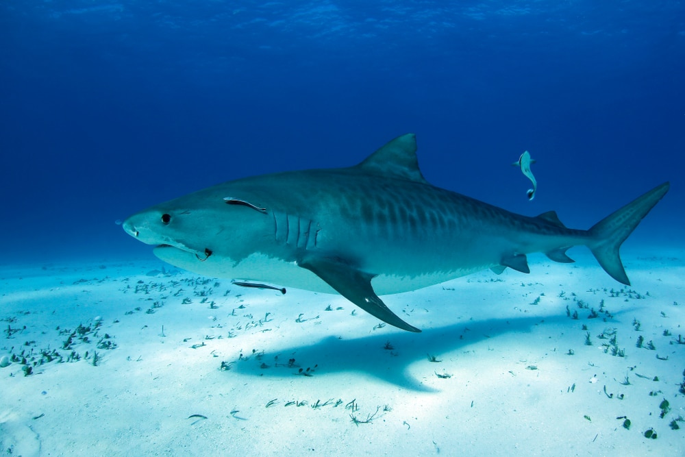 a lone tiger shark swimming  over white sand bottom.