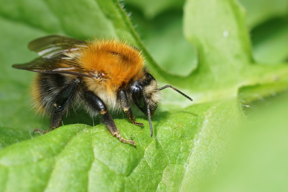 a queen bumblebee resting on leaf 