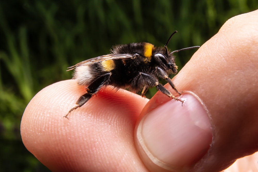a bumblebee on a hand