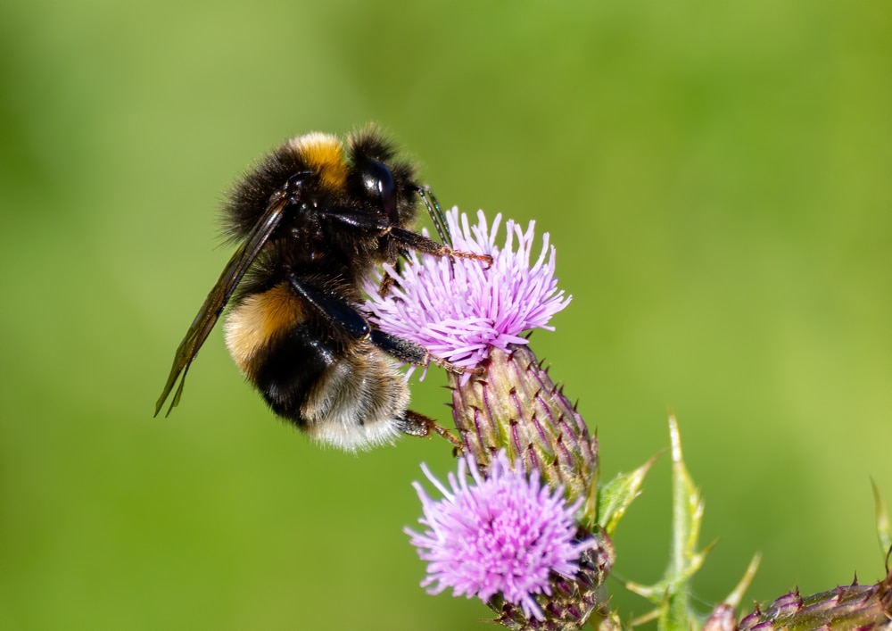 Buff-tailed bumblebee (Bombus terrestris) nectaring on thistle flowers