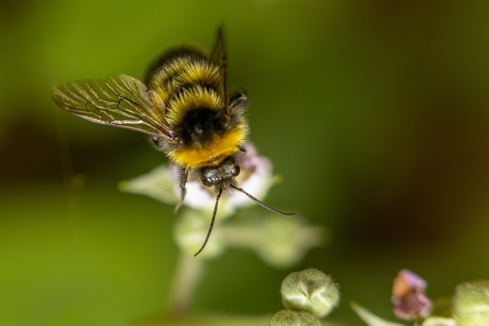 a bumblebee landing on a flower