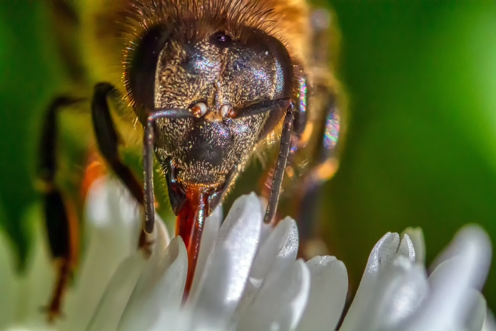 Close up of a worker bee sipping nectar