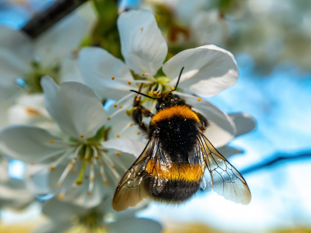Bumblebee insect on white blooming cherry blossom
