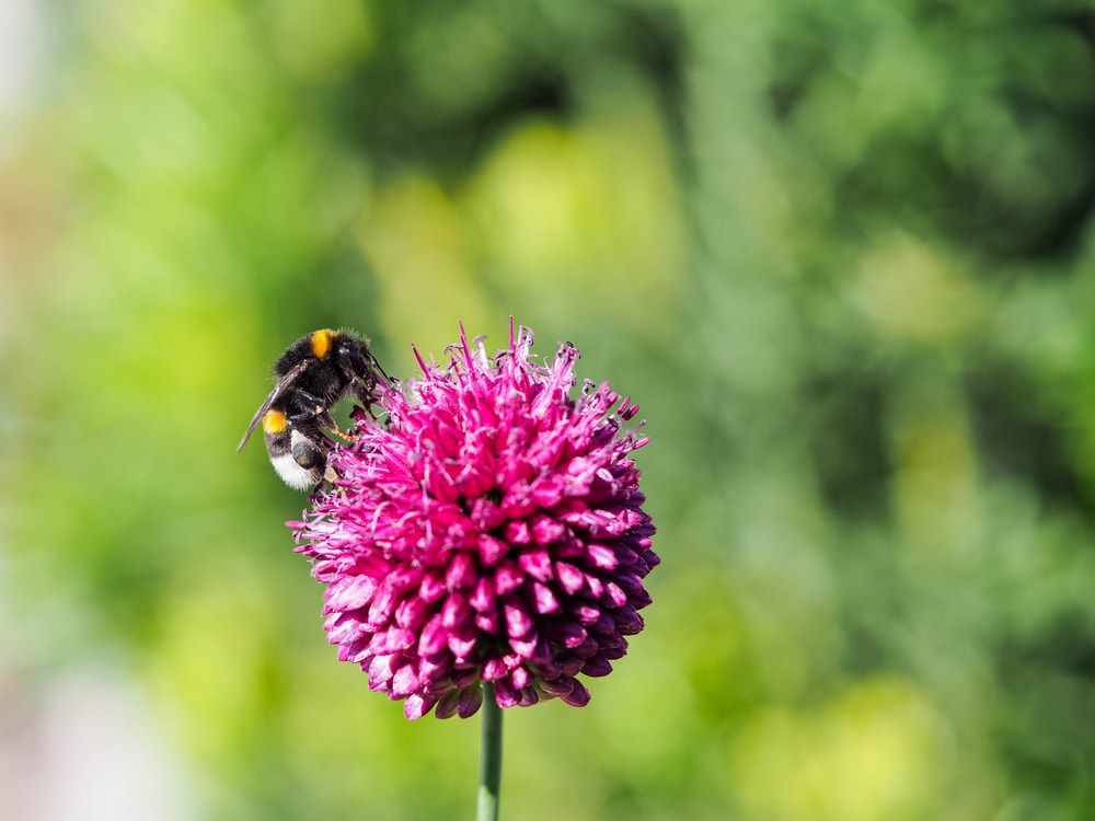 a bumblebee on a  thistle blossom