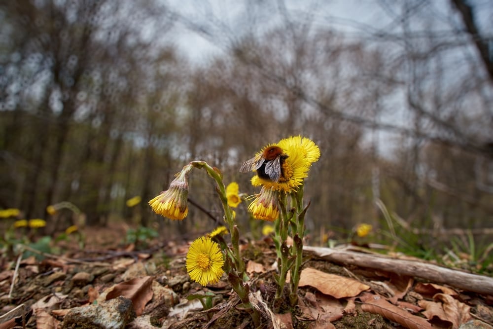 a bumblebee on a yellow flower in a forest