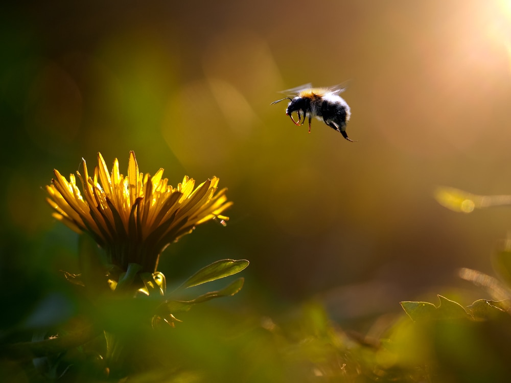 a bumblebee flying towards a flower