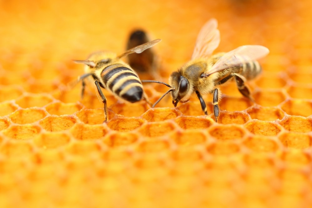 honeybees on a honeycomb
