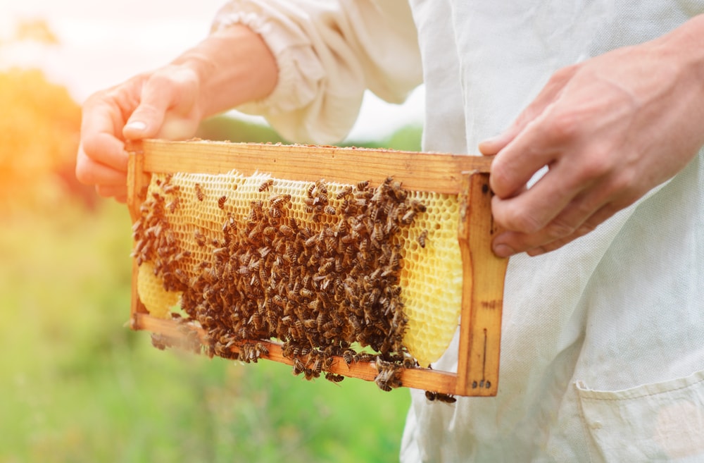 a beekeeper holding a honey cell bees