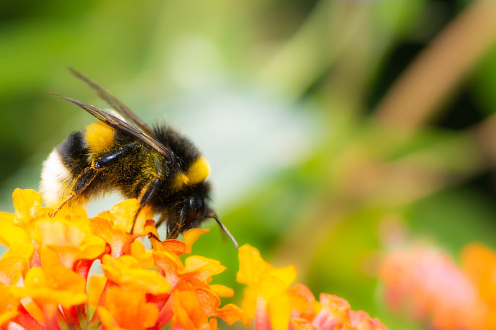 macro shot of a Northern white-tailed bumblebee