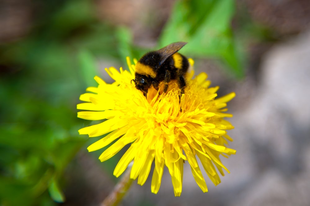 image of a Rusty-patched Bumblebee collecting nectar from a yellow flower
