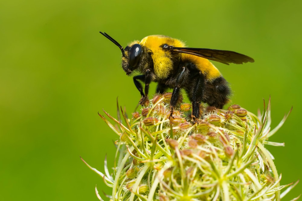 male Black-and-gold Bumble Bee resting on top of a seeded flower