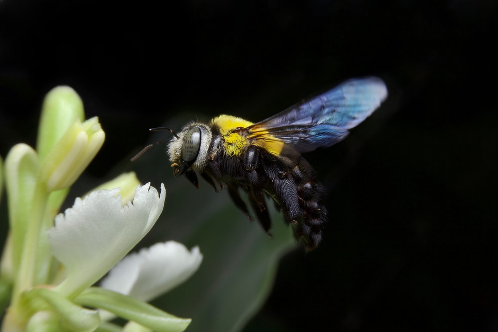 a carpenter bee flying towards a flower