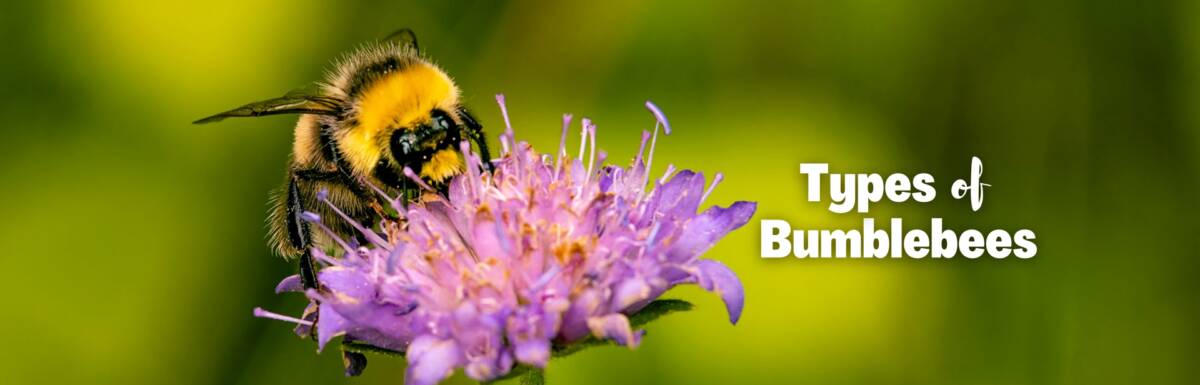 types of bumblebees featured image