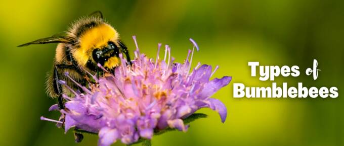 types of bumblebees featured image