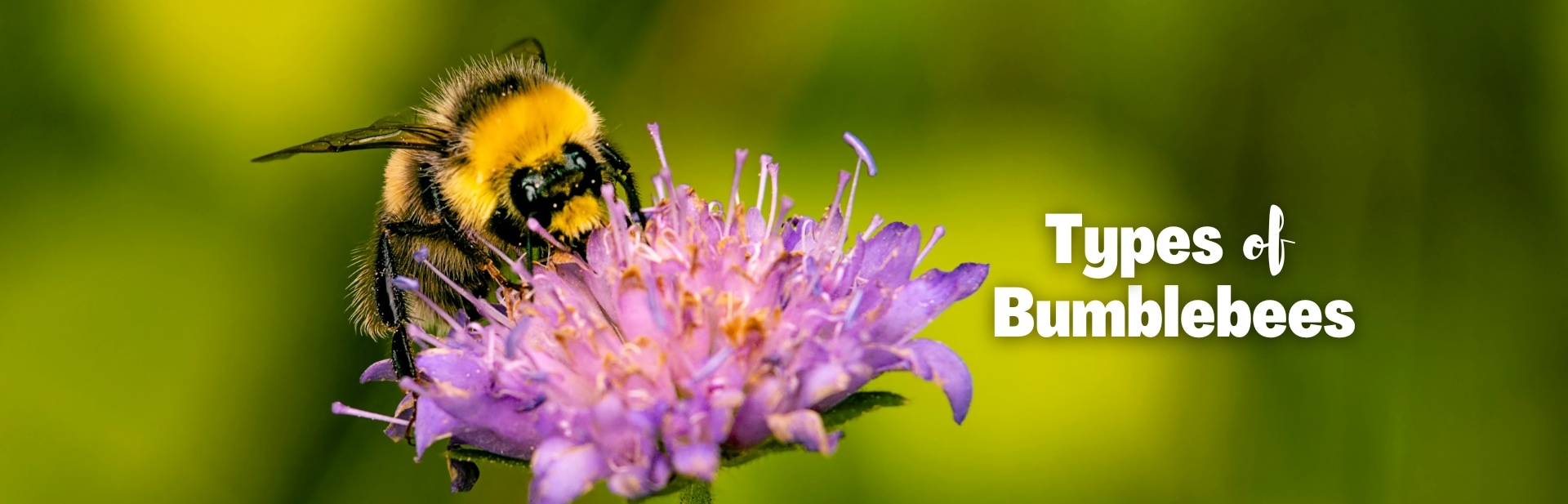 20 Types of Bumblebees to Look for in Your Backyard