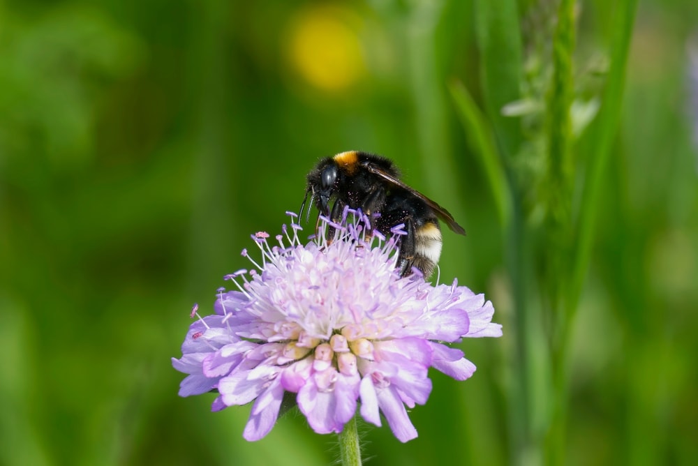 a Bombus sylvestris or forest bumblebee collecting nectar from a flower
