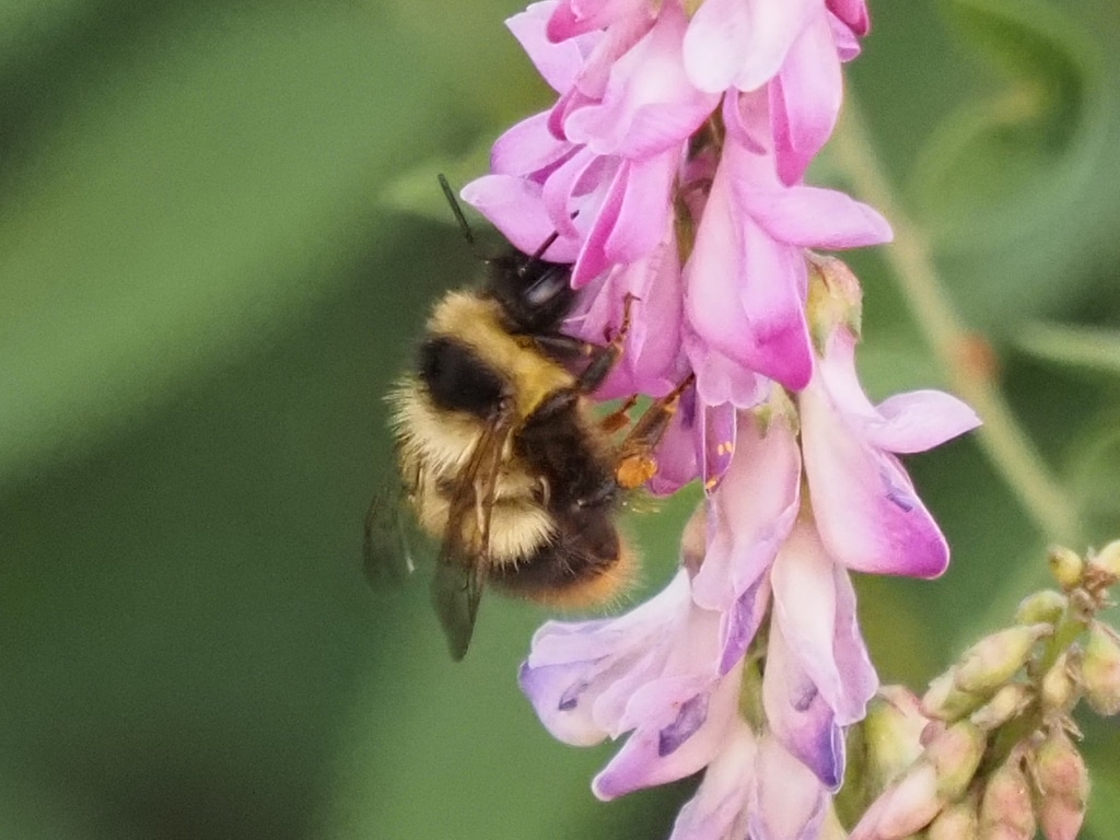 image of a frigid bumblebee on a flower
