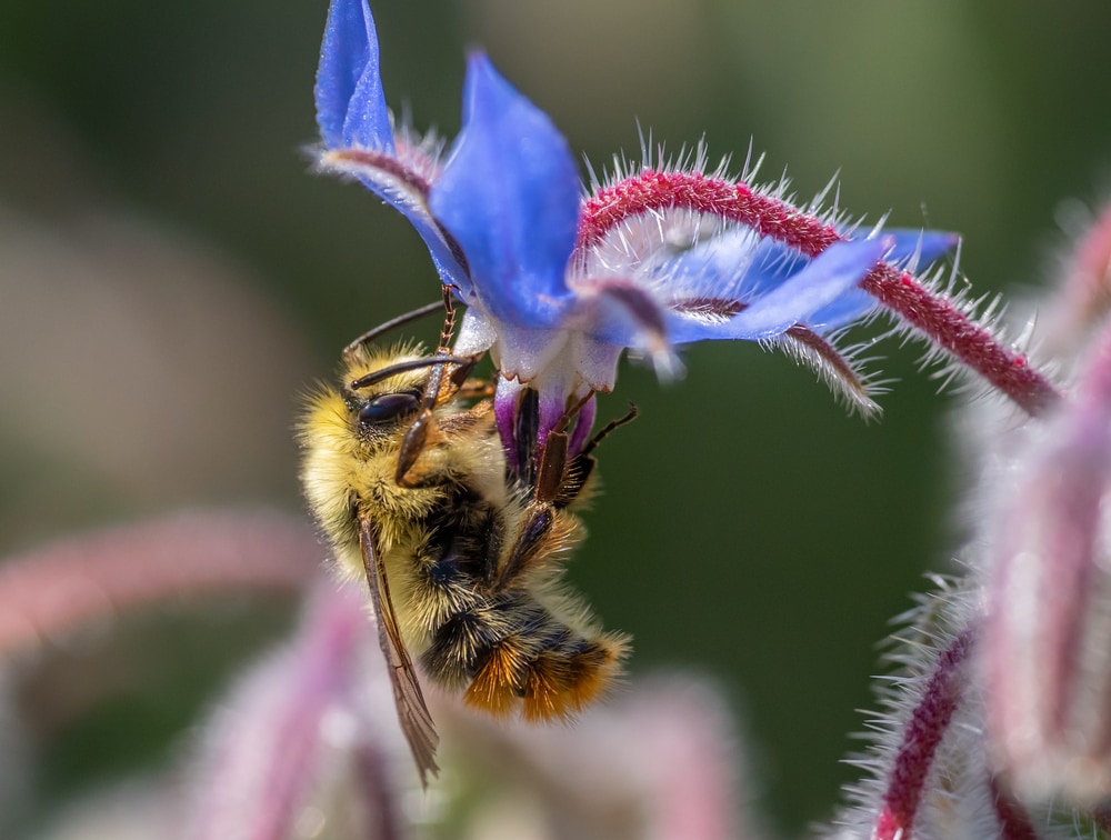 Fuzzy-horned Bumblebee gathering nectar and pollen from a blue Borage flower
