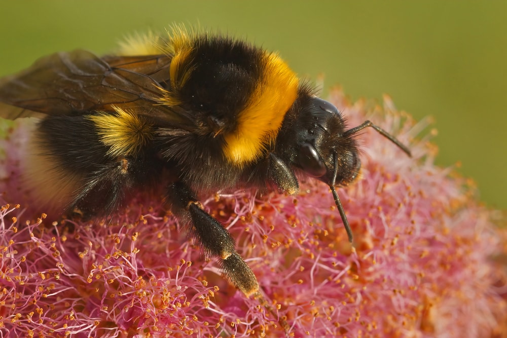 close up image of a garden bumblebee collecting pollen