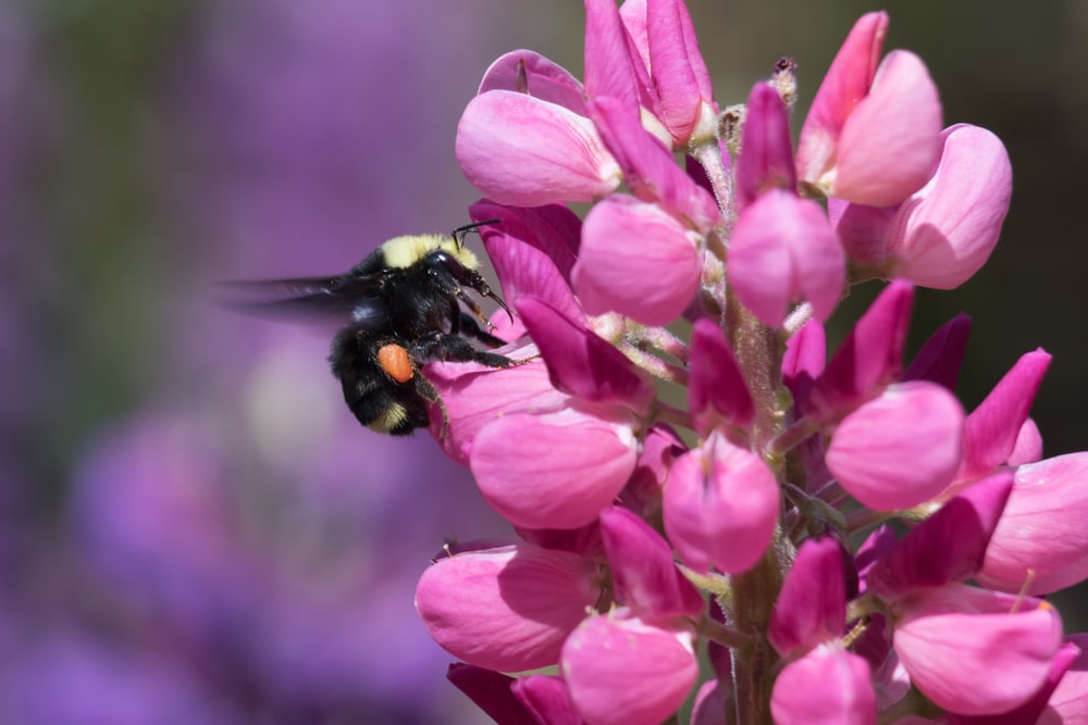 Obscure bumblebee collecting pollen from pink lupine flower