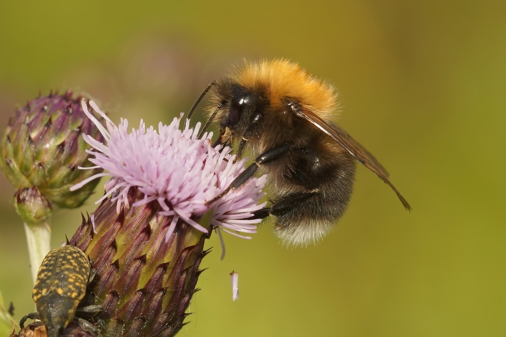 close up of a male tree bumblebee sipping nectar