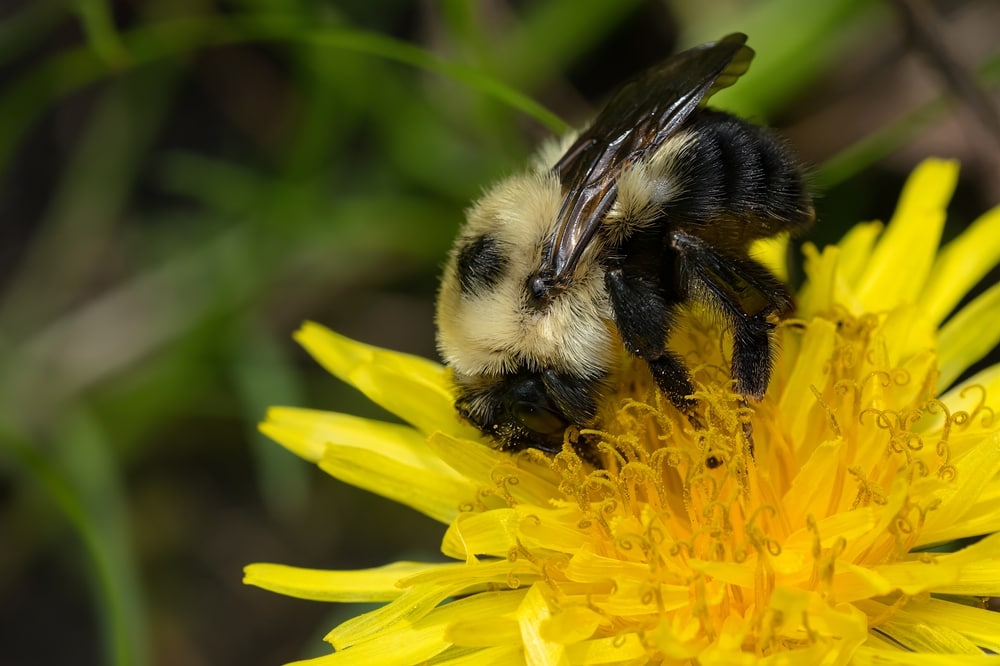 a two spotted bumblebee sipping nectar from a yellow flower