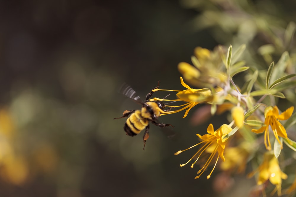 a Western Bumble bee gathers pollen from a flower