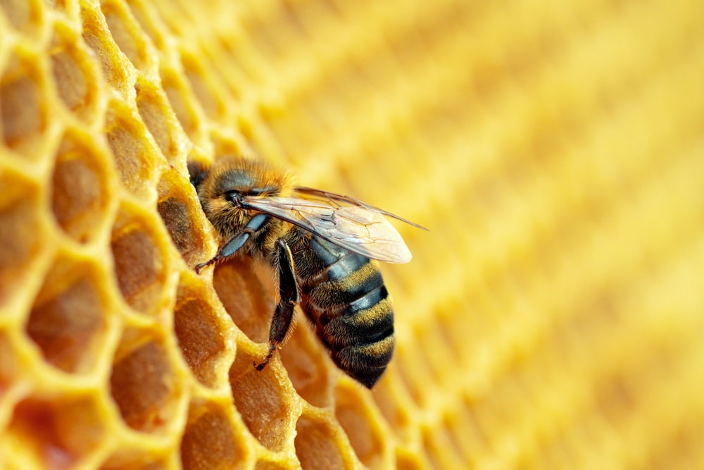 macro shot of a worker bee in a honey cell