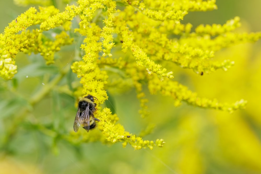 a Yellow-banded Bumble Bee collecting pollen from goldenrod flower