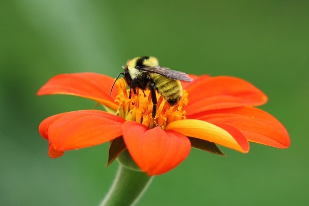 a yellow bumblebee collecting pollen from a Mexican sunflower