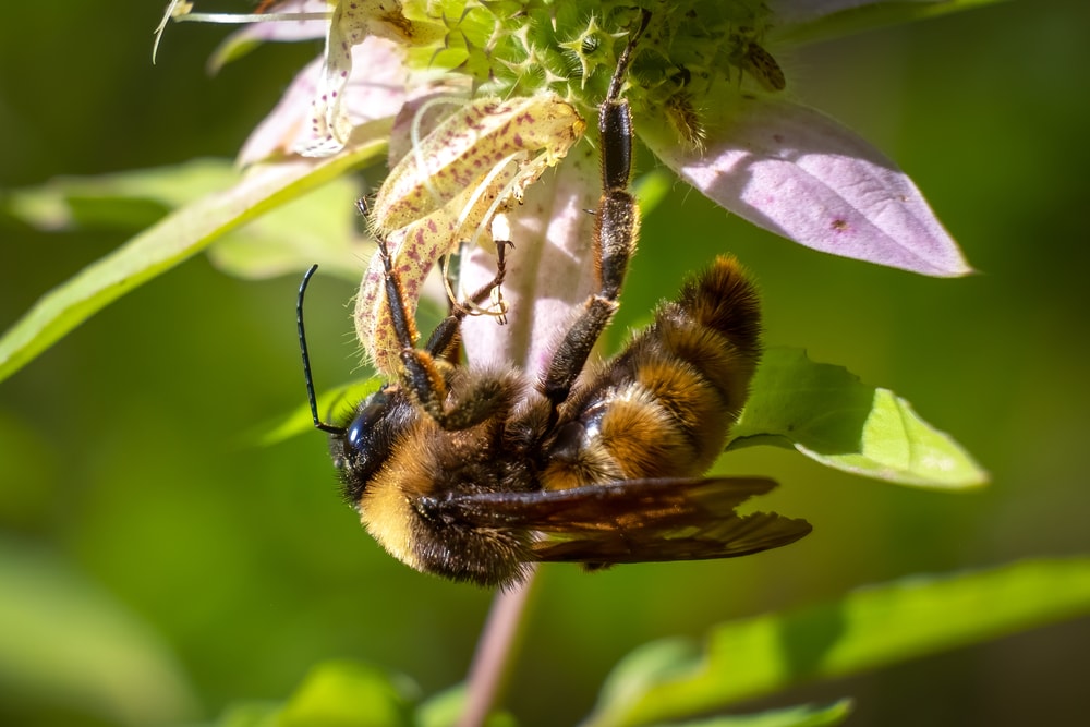 Close up of image of an American Bumblebee 