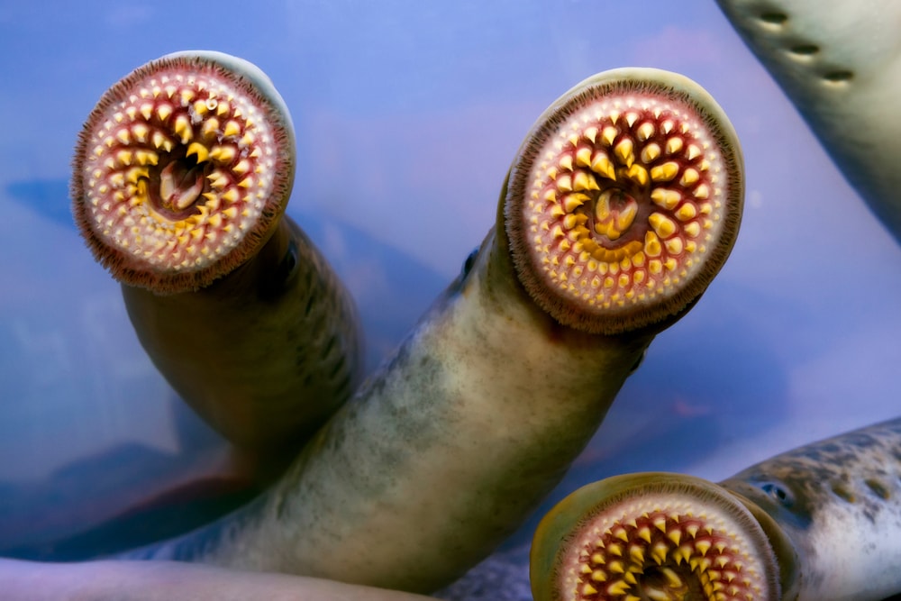 Close up shot of an ugly sea lamprey (Petromyzon marinus) fish