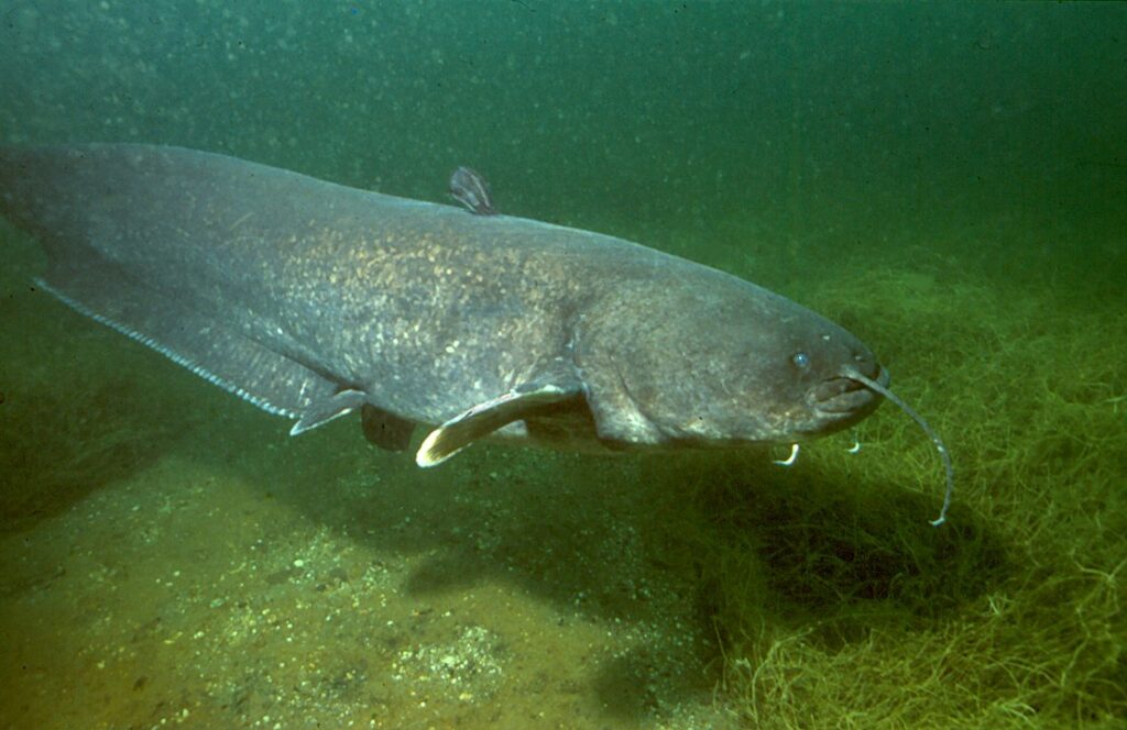 Ugly Wels Catfish (Silurus glanis) swimming under the river